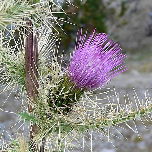 Mountaintop Thistle
