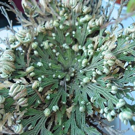 Resurrection Plant