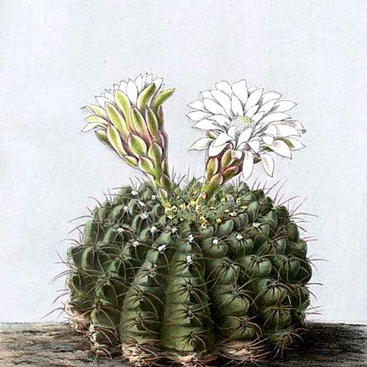 Potato Spur Cactus