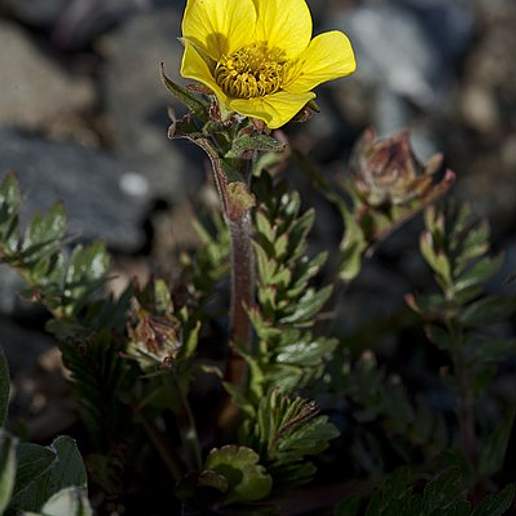 Alpine Avens