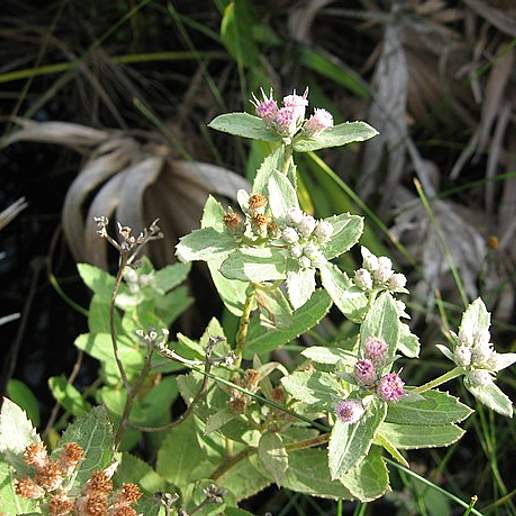 Perennial Marsh Fleabane