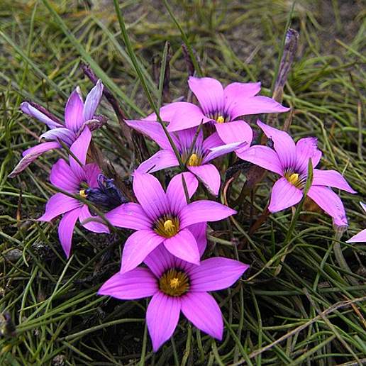 Rosy Sandcrocus