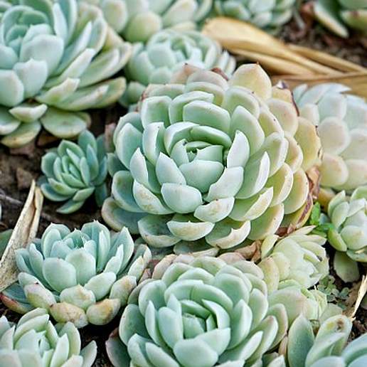 Echeveria 'Romeo'