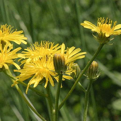 Rough Hawksbeard