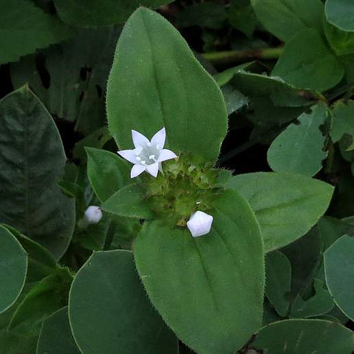 Mexican Clover