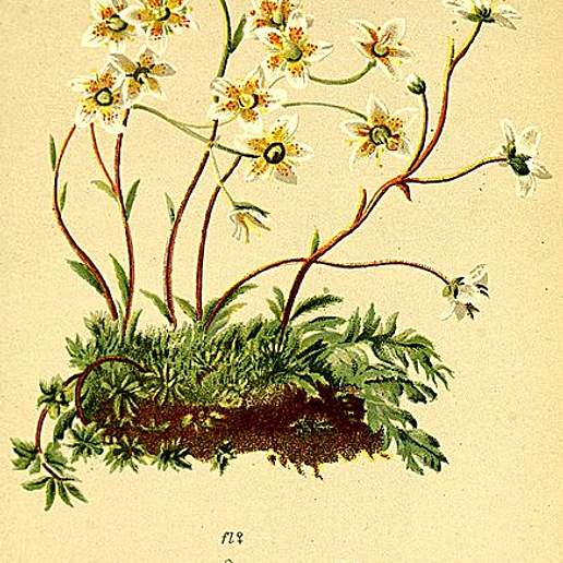 Stiff Haired Saxifrage