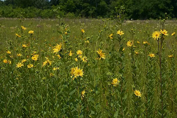 Roughleaf Rosinweed
