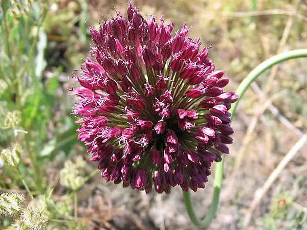 Bristol Onion