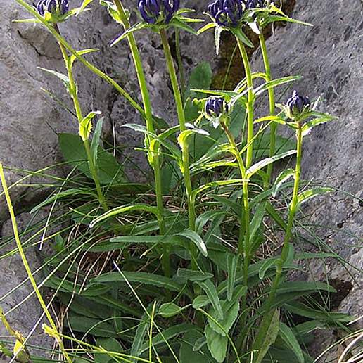 Round Headed Rampion
