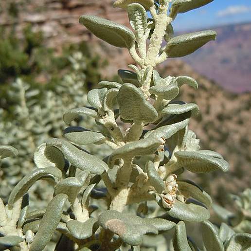 Roundleaf Buffaloberry