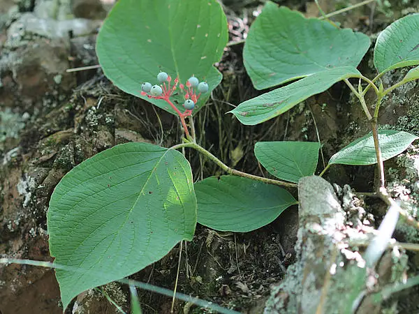 Round Leaf Dogwood