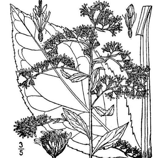 Round Leaf Goldenrod