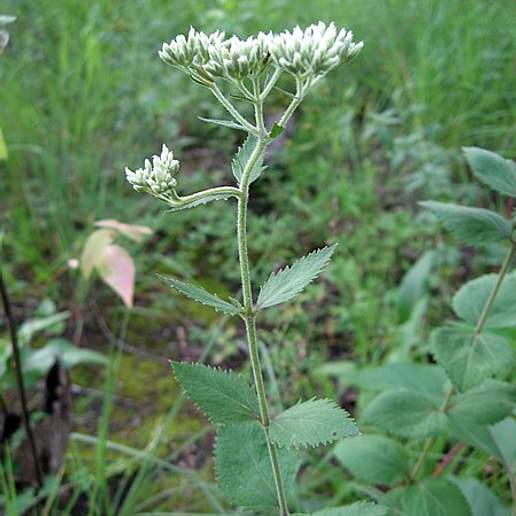 Roundleaf Thoroughwort