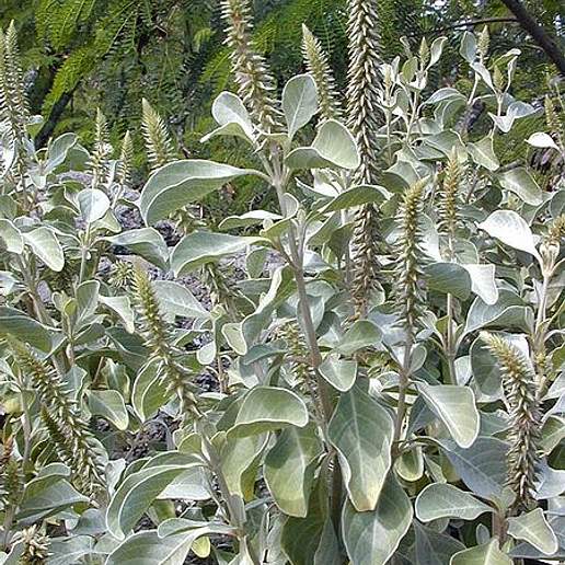 Round Leaf Chaff Flower
