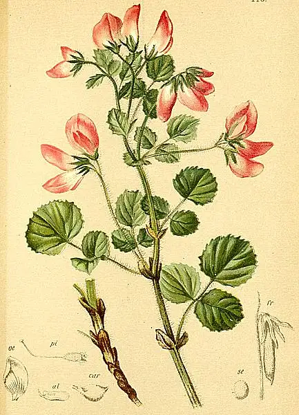 Round Leaved Restharrow