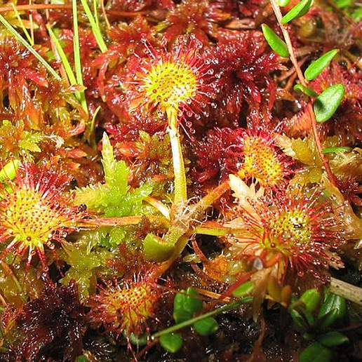 Sundew
