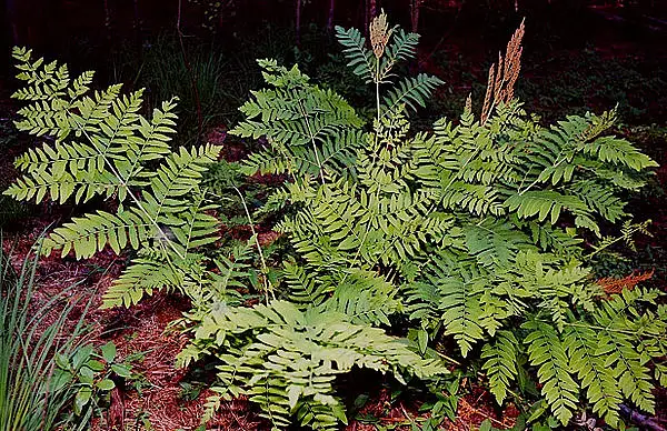 Flowering Fern