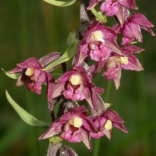Dark Red Helleborine