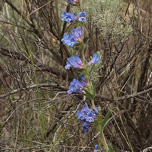 Royal Penstemon