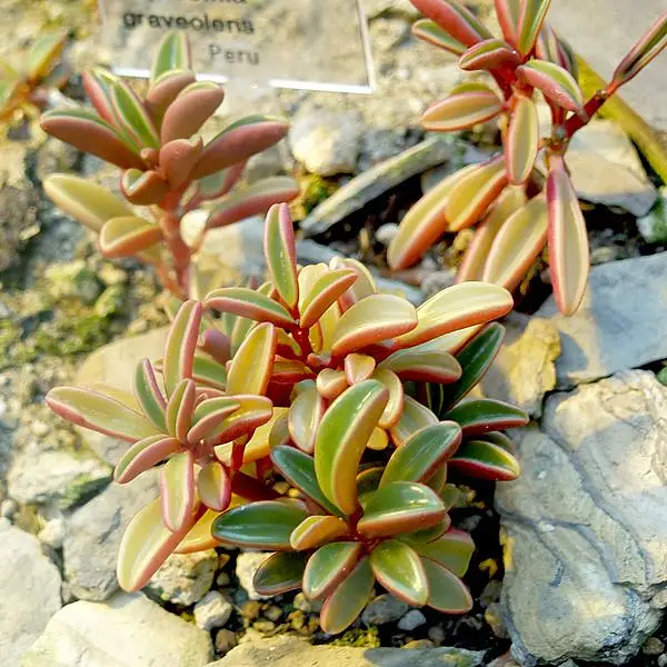 Ruby Glow Peperomia