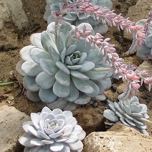 Oaxaca Echeveria
