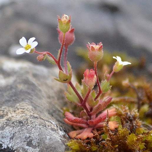 Rue Leaf Saxifrage