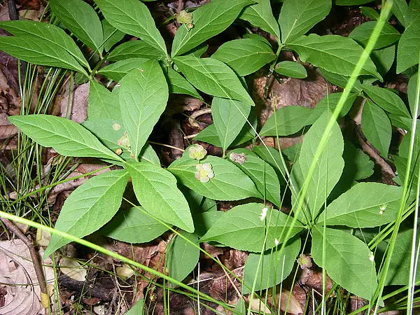 Running Strawberry Bush