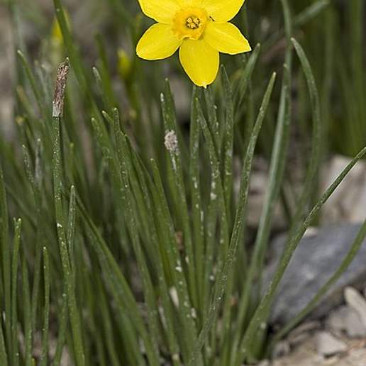 Rush Leaf Jonquil