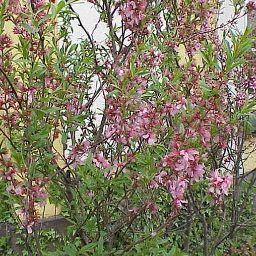 Dwarf Russian Almond