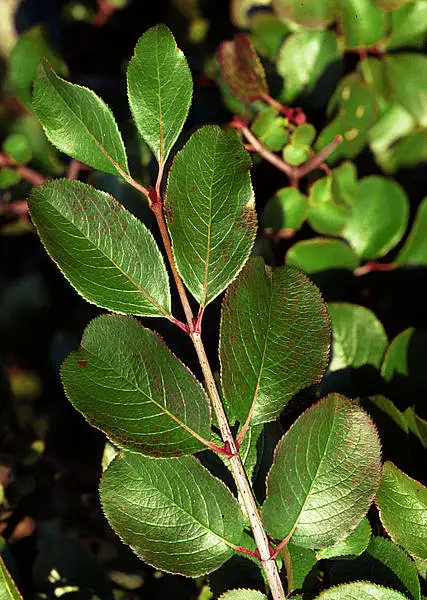 Rusty Black Haw