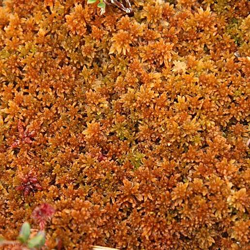 Rusty Bog Moss