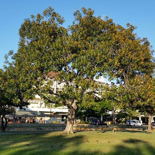 Port Jackson Fig