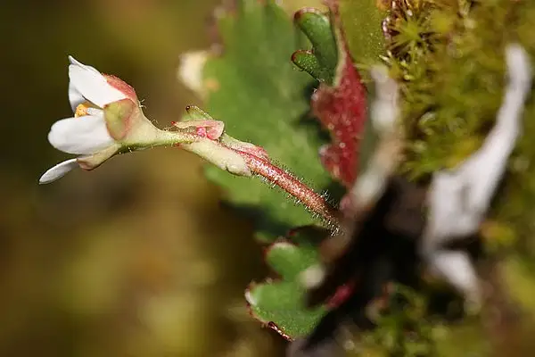 Rusty Haired Saxifrage