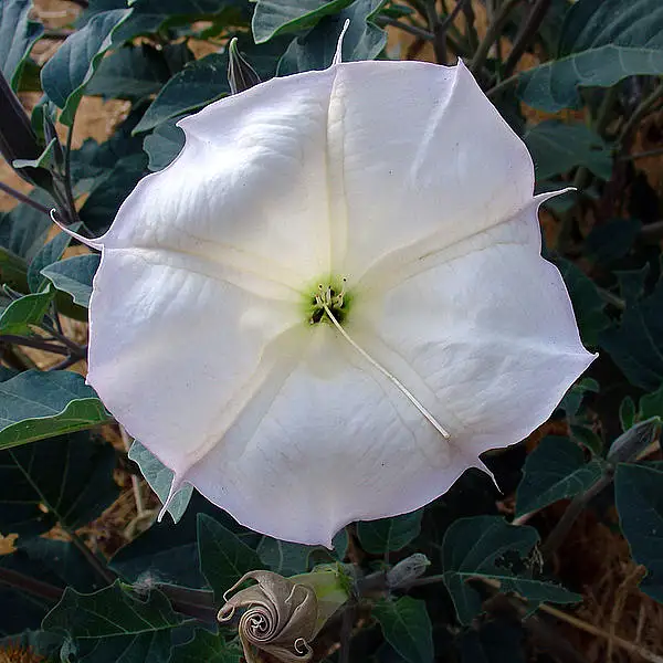 Hairy Thorn Apple