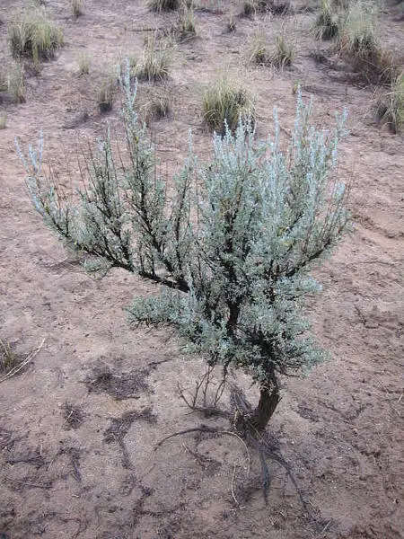 Big Sagebrush