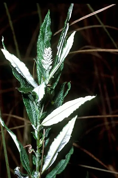 Hoary Willow