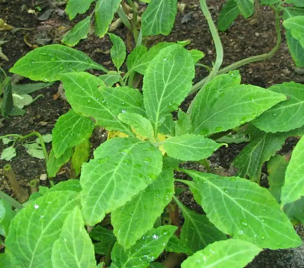Diviner's Sage