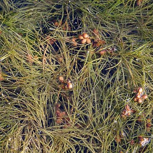 Fennel Leaved Pondweed