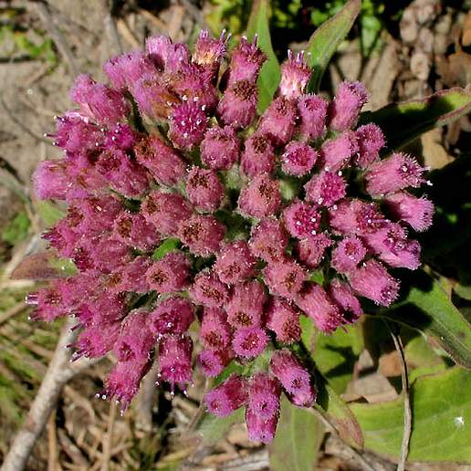 Saltmarsh Fleabane