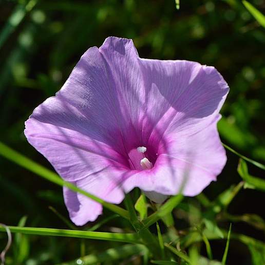 Arrow Leaved Morning Glory