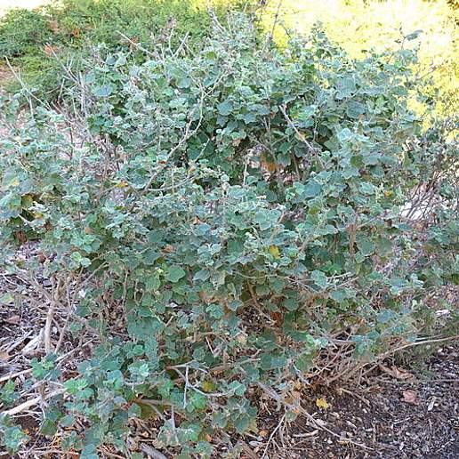 San Clemente Island Bushmallow