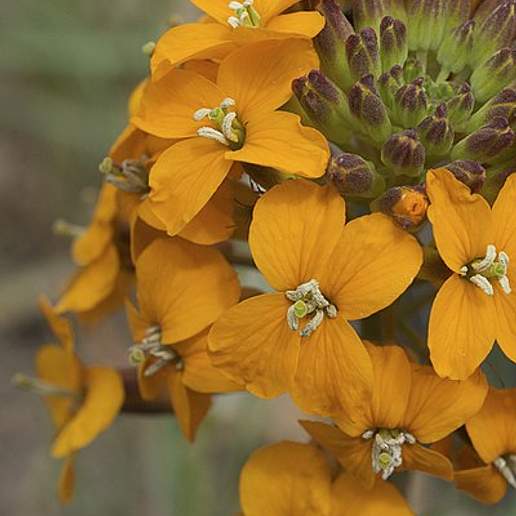 Coast Wallflower