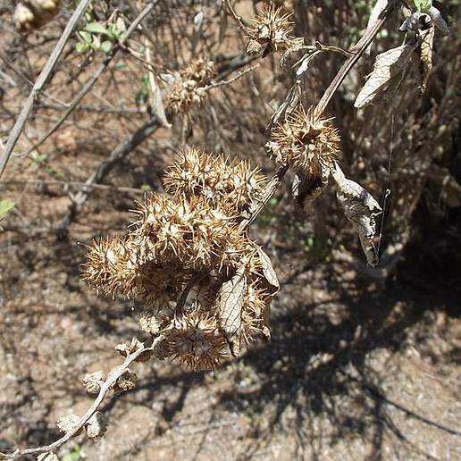 San Diego Burr Ragweed