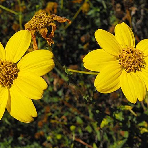 San Diego County Viguiera