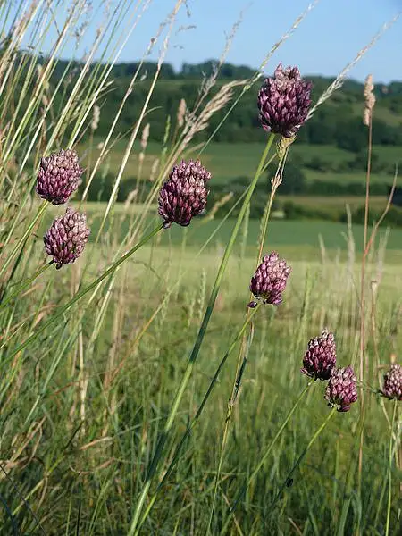 Purple Flower Garlic