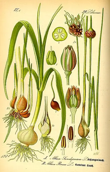 Rocambole