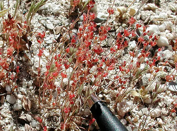 Erect Pygmyweed