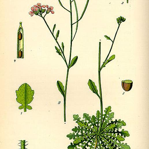Sand Rockcress