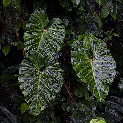 Warty Philodendron