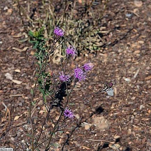 Sandy Woods Chaffhead